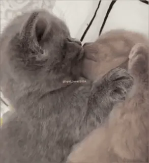 🥺 c717ea91 kylin_lover5004 kat, kitten, schattig, dieren, huisdieren, liefde telegram sticker