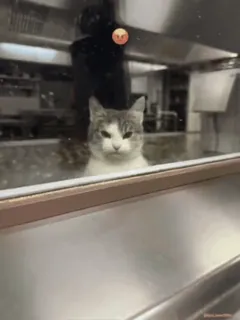 😡 d9ac76ba kat, dier, keuken, huisdier, schattig, boos, raam telegram sticker