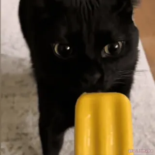 Кто такой @kynik? whatsapp stickers