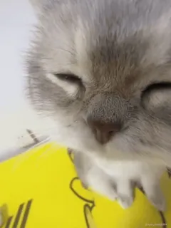 😌 e5d46db4 kat, dier, huisdier, schattig, katachtig telegram sticker