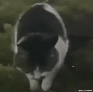 🕺 f076b0e7 kymi_lover2004 kat, huisdier, dier, huisdier telegram sticker