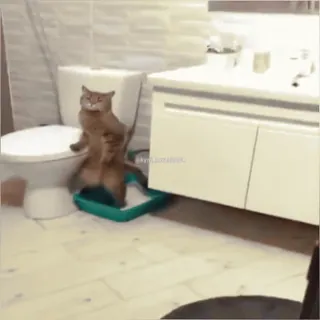 Кто такой @kynik? telegram stickers