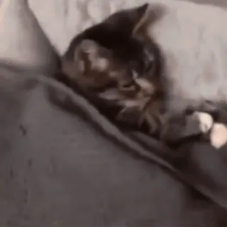 😴 ff07ddbd kat, dier, huisdier, slapen, huiselijk telegram sticker