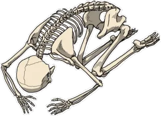 Bob :: @line_stickers whatsapp stickers