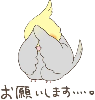 🙈 ff8a5b5a お願いします 鳥, オカメインコ, アニメ, かわいい, 懇願, リクエスト, お願い telegram sticker