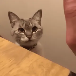 👍 04ad1189 kot, zwierzę, zwierzak, słodki, zwierzę domowe, kotowaty telegram sticker