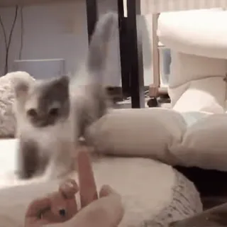 🤪 1738c0a6 kociak, środkowy palec, obraźliwe, kot, gest, zwierzę telegram sticker