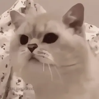 🥶 8787264f @pnx_memoland kot, zwierzę, zwierzak, mem, słodki, śmieszny telegram sticker