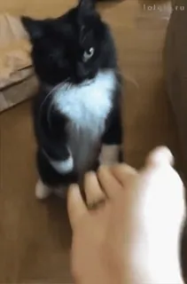 ✋ a325a2d9 kot, zwierzę domowe, zwierzę, słodki, domowy telegram sticker