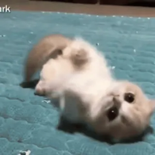 🐱 b6f0488c kotek, kot, słodki, zwierzę, zwierzak, rozbrykany telegram sticker