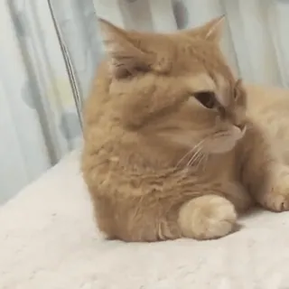 😴 d618ab44 kot, zwierzę, zwierzak, słodki, koci, kot domowy telegram sticker