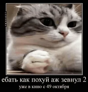 🌟 45e9b559 ебать как похуй аж зевнул 2 уже в кино с 49 октября cat, meme, russian, text, funny, animal telegram sticker