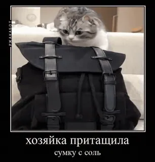 🌟 49bf7906 хозяйка притащила 
сумку с соль cat, backpack, meme, funny, animal telegram sticker