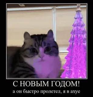 🌟 4cb37c55 С НОВЫМ ГОДОМ!
а он быстро пролетел, я в ахуе cat, christmas, new year, russian, meme, holiday telegram sticker