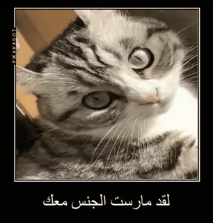 🌟 4d079e13 لقد مارست الجنس معك cat, animal, funny, meme, arabic, grayscale telegram sticker