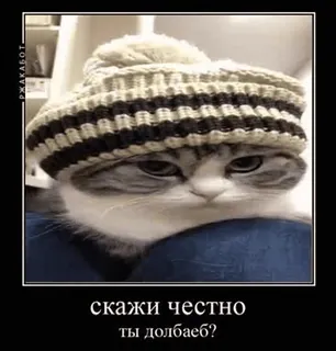 🌟 79bb950e скажи честно ты долбаеб? cat, hat, russian, meme, question telegram sticker