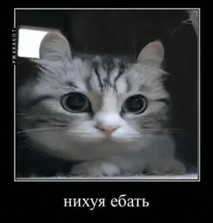 🌟 81fde4c9 нихуя ебать cat, animal, kitten, cute, russian, meme telegram sticker