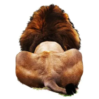 👣 1be83607 singa, hewan, kucing besar, satwa liar, predator whatsapp sticker