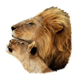 👩‍❤️‍👨 2168877c singa, singa betina, binatang, satwa liar, alam, kucing besar whatsapp sticker