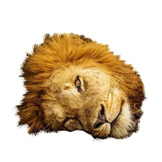 😑 5f8d22e2 singa, binatang, satwa liar, surai, kucing besar, predator, raja hutan whatsapp sticker