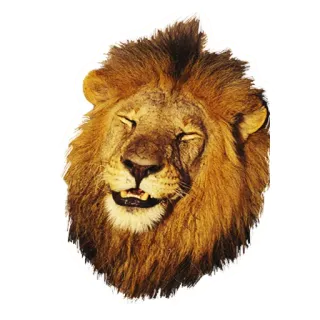 😅 90d2f518 singa, binatang, surai, satwa liar, afrika, kucing besar whatsapp sticker