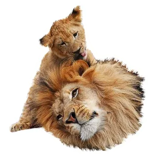 👨‍👦 992a2e22 singa, anak singa, hewan, satwa liar, alam, kucing besar whatsapp sticker