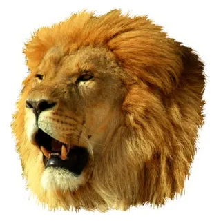 😒 9b0a06b9 singa, binatang, surai, satwa liar, raja, predator whatsapp sticker