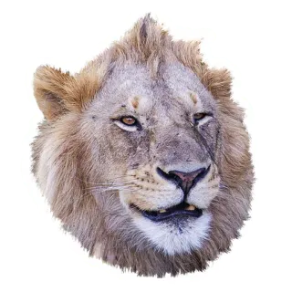 😏 a81f7340 singa, hewan, mamalia, satwa liar, potret, kucing besar whatsapp sticker