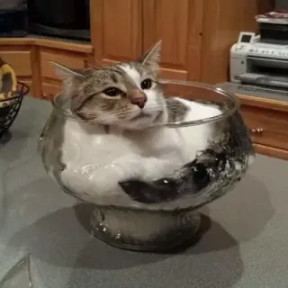 💫 0ba7b7e0 kucing, mangkuk, lucu, imut, hewan peliharaan, binatang, kucing domestik whatsapp sticker