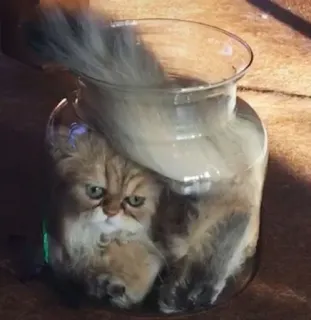 😾 13fea0d1 kucing, toples, lucu, binatang, anak kucing, gelas, hewan peliharaan whatsapp sticker