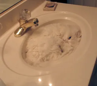 💫 2fbf621b kucing, wastafel, kucing putih, kamar mandi, hewan peliharaan, imut, binatang, kucing domestik whatsapp sticker