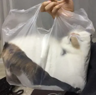 😼 38150ae4 kucing, kantong plastik, hewan peliharaan, binatang, lucu, imut whatsapp sticker