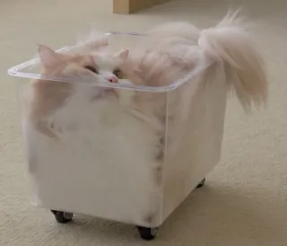 🥶 44baf80a kucing, kotak, hewan peliharaan, hewan, lucu, berbulu, hewan peliharaan whatsapp sticker