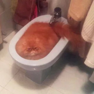 👺 4c93e936 kucing, bidet, kucing oren, lucu, hewan peliharaan, kamar mandi whatsapp sticker