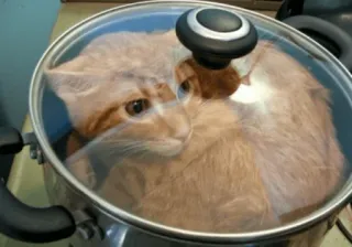 🍲 5a2dcb92 kucing, panci, anak kucing, memasak, hewan, lucu whatsapp sticker