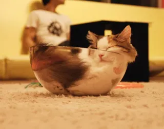 🤤 6a28e732 kucing, hewan peliharaan, mangkuk, binatang, lucu, anak kucing, kucing domestik whatsapp sticker