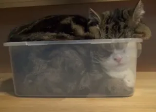 😮‍💨 6d07f227 kucing, kotak, hewan peliharaan, hewan, felidae whatsapp sticker