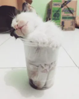 😪 7b93e5d8 kucing, cangkir, anak kucing, hewan peliharaan, binatang, imut, tidur whatsapp sticker