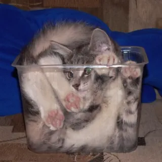 🤪 8144cc3c kucing, hewan, peliharaan, anak kucing, kotak, lucu whatsapp sticker