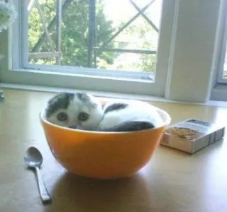 🍽 a52e950c kucing, mangkuk, imut, hewan peliharaan, anak kucing, hewan, lucu, makanan whatsapp sticker