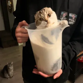 🤝 a95aeb2e kucing, anak kucing, hewan peliharaan, hewan, susu, imut, lucu whatsapp sticker