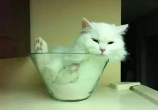 😪 bb139086 kucing, kaca, putih, binatang, hewan peliharaan, imut whatsapp sticker