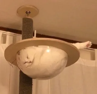 🌎 be3719a5 kucing, hewan peliharaan, pohon kucing, hewan, felin, rumah, furnitur whatsapp sticker