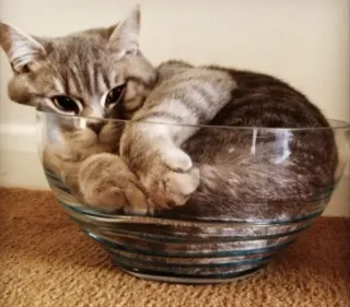 🐱 d8c3cbcf kucing, hewan, hewan peliharaan, mangkuk, imut, anak kucing whatsapp sticker