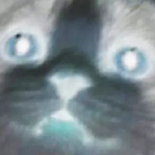 😶 aaa9074a 고양이, 동물, 애완동물, 새끼 고양이, 고양이과, 눈 telegram sticker