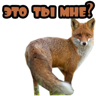 🤨 1271d352 ЭТО, ТЫ МНЕ? 狐狸, 动物, 问题, 俄语 whatsapp sticker