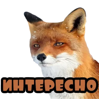 🤨 440e99aa ИНТЕРЕСНО 狐狸, 动物, 贴纸, 有趣, 俄语, 有趣 whatsapp sticker