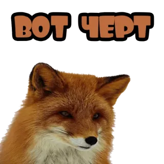 😈 5c3612af ВОТ ЧЕРТ 狐狸, 动物, 俄语, 文本 whatsapp sticker