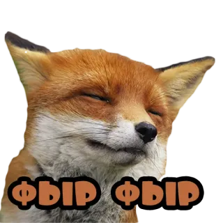 😋 b8e0490a ФЫР ФЫР 狐狸, 动物, 可爱, 俄语 whatsapp sticker