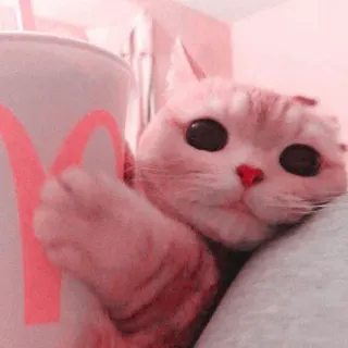 🎀 09fb2026 Katze, McDonalds, Tier, Haustier, Getränk, süß whatsapp sticker